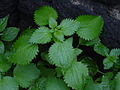 Ortiche - Stinging Nettles.