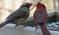 The male often feeds the female as part of their courtship behavior.