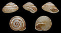 * Nomination Shell of Papuina lufensis, a landsnail from Papua New Guinea --Llez 07:25, 12 December 2011 (UTC) * Promotion Good quality. --Taxiarchos228 10:12, 12 December 2011 (UTC)