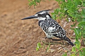 male C. r. rudis Kazinga Channel, Uganda