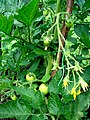 tomato (Solanum lycopersicum)