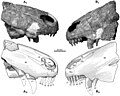 Raranimus dashankouensisin holotyyppi