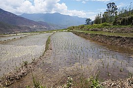 Rice terraces, Sopsokha, Bhutan 02.jpg