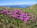 Silene a cuscinetto (Silene acaulis)