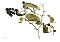   Smilax aspera - Museum specimen