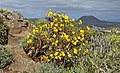 * Nomination Sonchus pinnatifidus at its natural stand at Lanzarote --Llez 17:13, 31 March 2016 (UTC) * Promotion Good quality. --Poco a poco 19:22, 31 March 2016 (UTC)