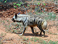 Wata Kura na rangadi a gidan namun daji, gami da wurin shakatawa na Zoological a Visakhapatnam