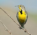 Western meadowlark