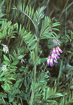 Vicia orobus