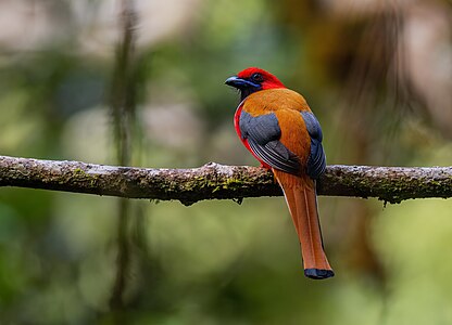 Whitehead's trogon, back view, by JJ Harrison