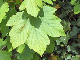 Hegyi juhar (A. pseudoplatanus)