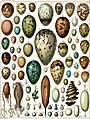 Bird eggs and others (click on image for key)