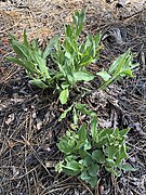 Andersonglossum occidentale