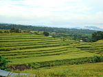 Rice terrace at entrance to Gunung Kawi temple demonstrate the traditional Subak irrigation system, Tampaksiring, Bali.