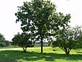 Black Walnut Mature tree in middle