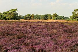 Bloeiende heide. Locatie, Schaopedobbe (Schapenpoel) 05.jpg