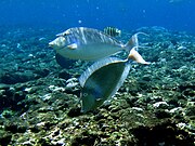 Pareja de N. unicornis en Green Island, Taiwán.