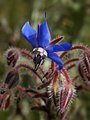 it:Borago_officinalis