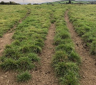 Three desire paths left by cattle leading to a water trough in Wicklow, Ireland