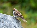 Image 102Chipping sparrow on a grave in Green-Wood Cemetery