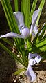 Pied de Cipura paludosa en fleur dans l'État de Bahia (Brésil)