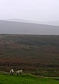 Sheep on Dartmoor