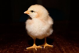 Day old chick black background