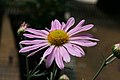 Chrysanthemum zawadzkii