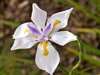 Dietes grandiflora