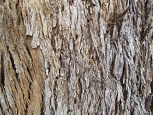 Bark