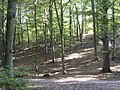 Abschnitt im Schwanheimer Wald, Ansicht von Norden