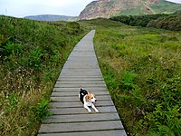 Dünenbereich mit dem Wanderpfad, der parallel zum Strand die einzelnen Strandbereich verbindet und z. T. wie hier über Holzbohlen verläuft. Im Hintergrund der Monte Xagó