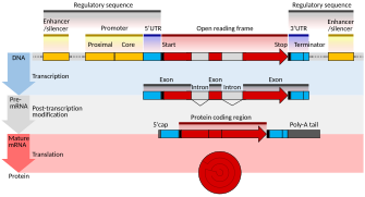 Gene structure eukaryote 2 annotated.svg