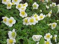 Geum pentapetalum Sieversia pentapetala