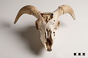 Goat skull