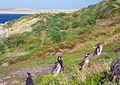Pinguini la Golfulețul Gypsy