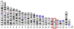 19號染色體