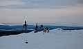 Reindeer on Levi fell in 2011