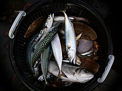 Mackerel, dab, sole and sea bass.jpg