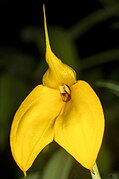 Masdevallia davisii