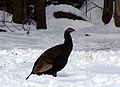 Wild turkey in winter, Ontario, Canada