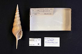 Naturalis Biodiversity Center - RMNH.MOL.178666 - Tibia fusus (Linnaeus, 1758) - Rostellariidae - Mollusc shell.jpeg