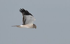 Northern harrier