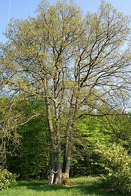 27 méteres példány Belgiumban