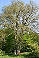 Remarkable tree in the 'de la Sauvenire' arboretum - Esneux (Belgium)