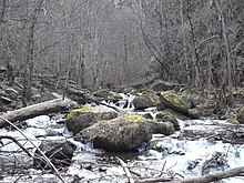 Torrent encombré de rochers et de branches. Sur les bords, une forêt d'arbres dénudés par l'hiver.