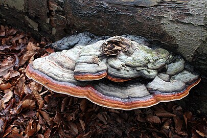 Roodgerande houtzwam (Fomitopsis pinicola)