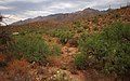 Sabino Canyon