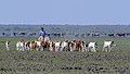 Image 21Man on donkey herding goats in a dry river bed (from Economy of Botswana)