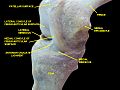 Knee joint. Deep dissection. Anteromedial view.